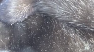 Сезон охоты на соболя. Часть 2. 2025 год. Якутия.