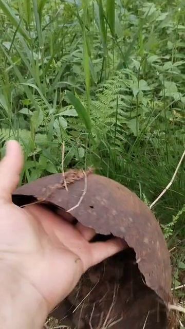 Верховые находки на копе. Можайская линия. смотреть онлайн