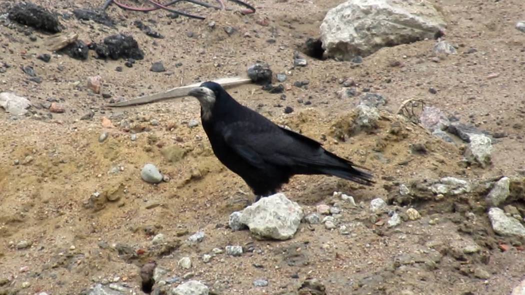 Как грач каркает. Грач остался зимовать в Питере смотреть онлайн