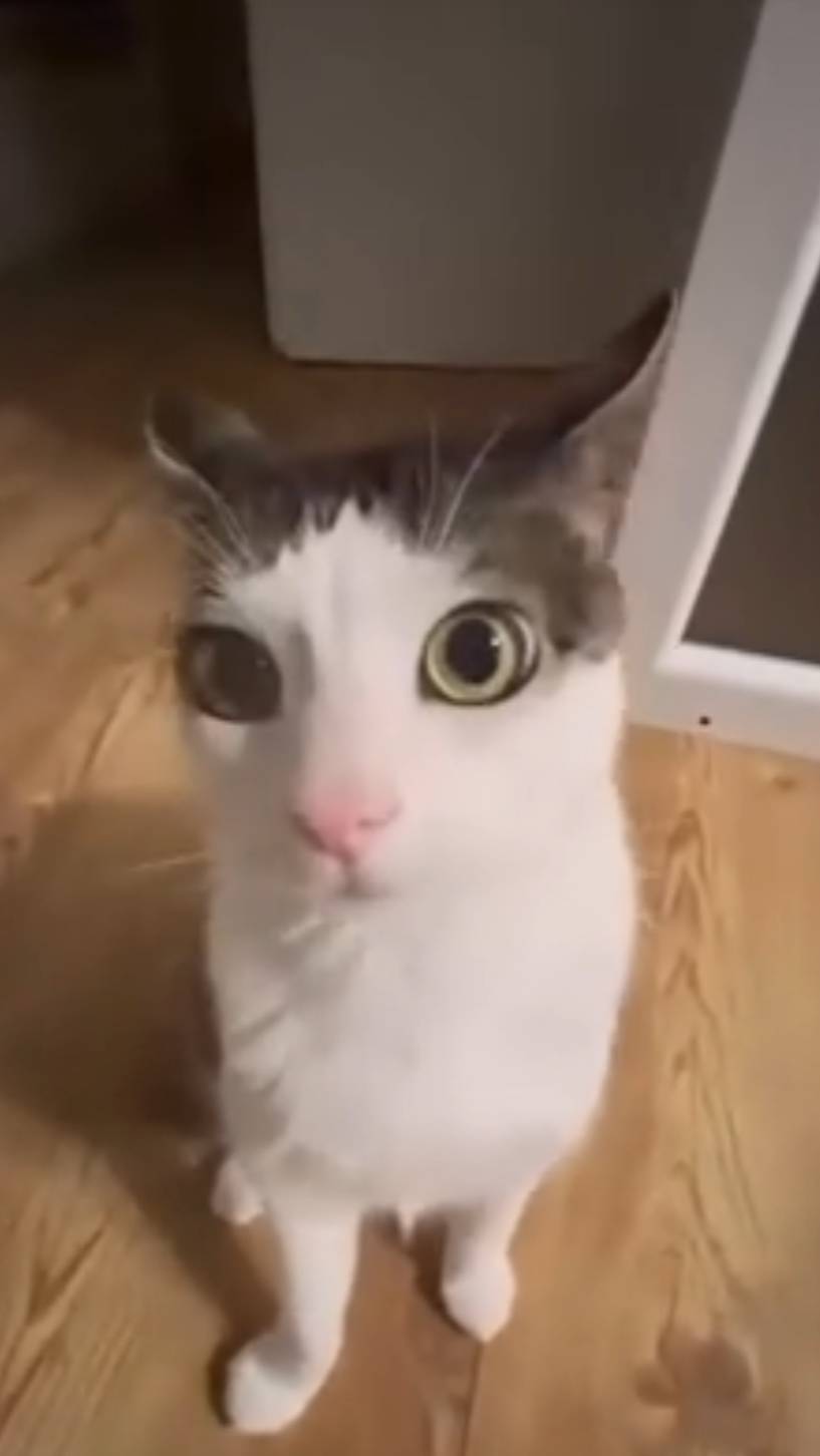 0.5 ASMR crunch #shorts [ Crunchycat ] смотреть онлайн