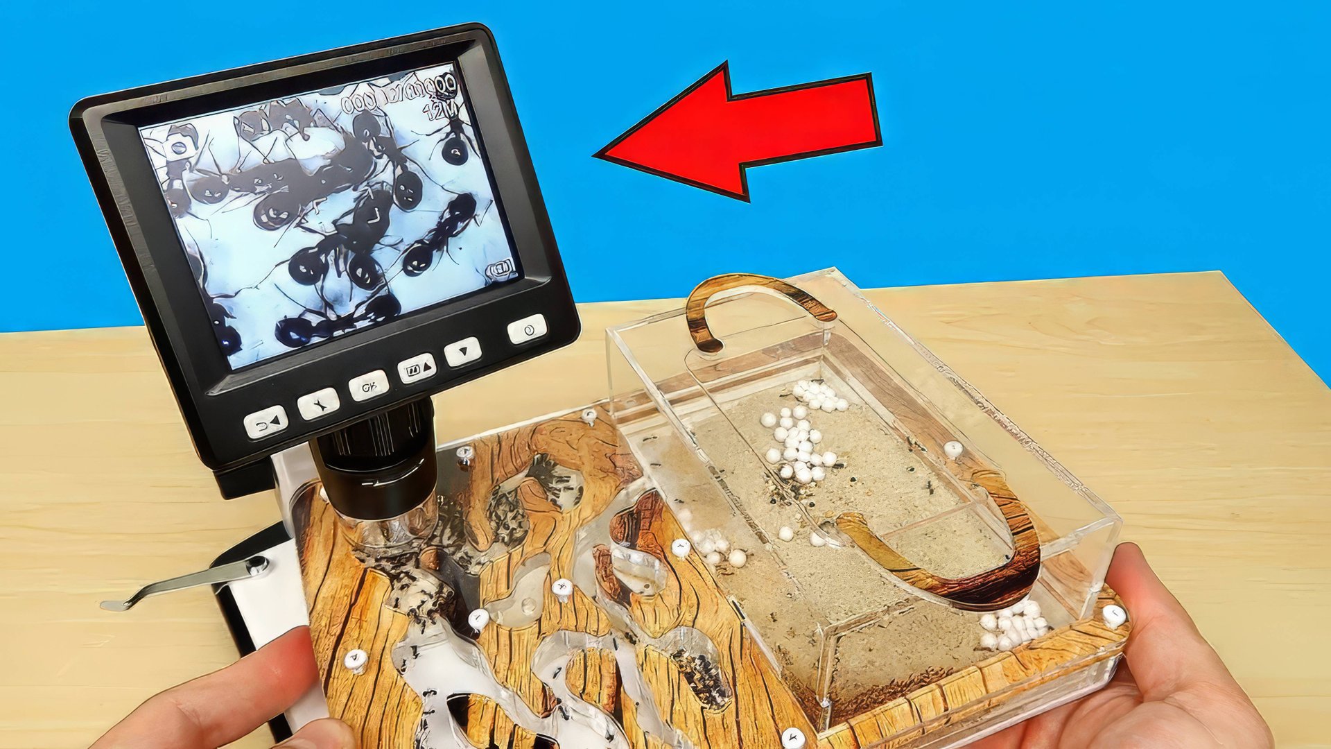 Мои муравьи под Микроскопом! Теперь мне ЭТО приснится! Микроскоп из Китая, Посылка, Распаковка смотреть онлайн