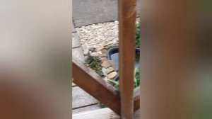 голуби Маношина  А. И.