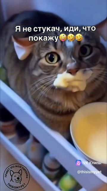 Не стукач смотреть онлайн