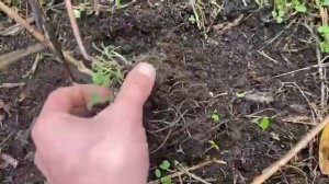 Как образуется гумус?  Секрет плодородной земли без ухода.