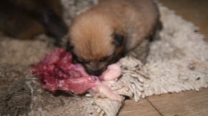 Утро на четырёх лапах! Карело-финские лайки ЗАВТРАКАЮТ! :PuppyMorning! Finnish Spitz have BREAKFAST!