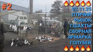 🔥🔥🔥 02.11.26. Птичий рынок г.Шахты. Сборная ярмарка голубей. Часть 2. Николаевские голуби.