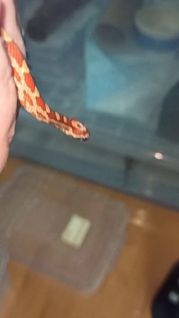 Малыш маисового полоза номер ДВА из первой кладки. Продаётся! смотреть онлайн