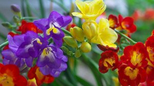 ЦВЕТЫ ФРЕЗИИ ОТ ПОСАДКИ ДО ЦВЕТЕНИЯ