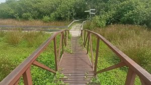 Управляемый заповедник Кобулети: Болота Испани (Грузия) 14.07.2025