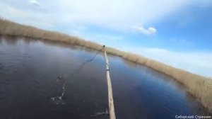 Нашёл глубокую яму посреди болота и давай их таскать.