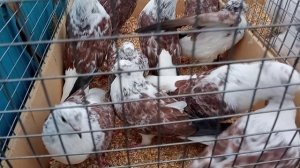 02.11.25 ярмарка голубеводов в Самаре. Олег Костяков