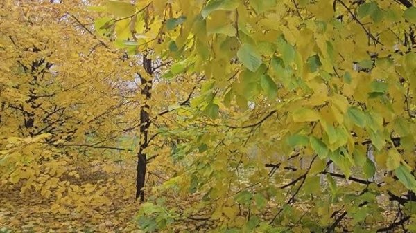 2025-10-NordicWalking