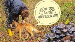 Завела в лес Пса Кубика и Машу. Затыкали все грибы в округе!