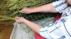 Как просто и быстро сплести забор из ивовых прутиков. #плетеныйзабор #заборизивы