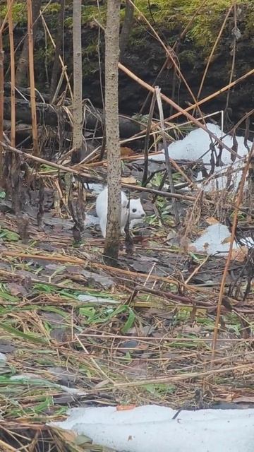 горностай Новосибирск