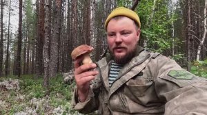 БЕЛЫХ ГРИБОВ НЕ СОСЧИТАТЬ. БЕЛЫЕ ГРИБЫ НА СЕВЕРЕ РОССИИ. мотор MIKATSU M 30 FES. ЦЕЛАЯ КОРЗИНА БЕЛЫХ