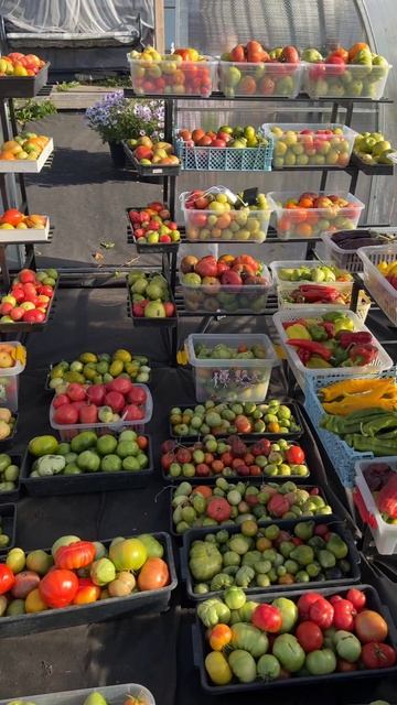 2 Сорта Томата лучшие крупноплодные, каждый помидор до 1 килограмма #томаты #огород смотреть онлайн