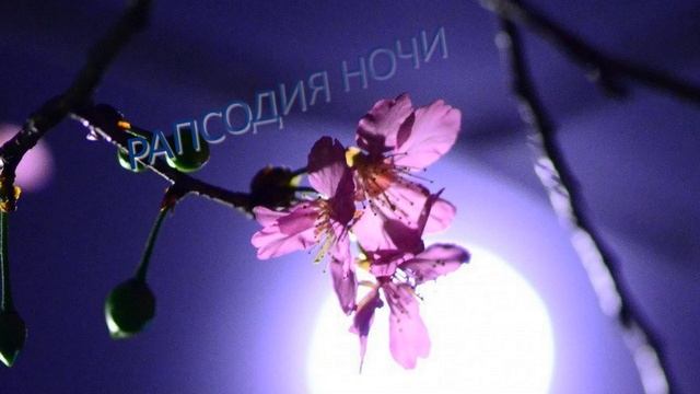 РАПСОДИЯ НОЧИ - Жанна Вишнякова Арс смотреть онлайн