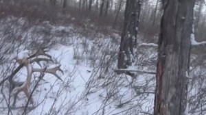 Начало охоты на соболя . Часть 1. 2025 год. Якутия.