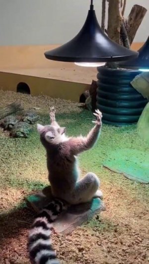 Лемуры тоже практикуют «йогу» — их версия называется sunning.