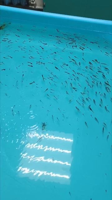 бассейн с гуппи смотреть онлайн