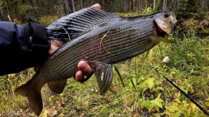 ХарюзИще! Охота на хозяина реки!