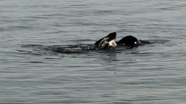 21.09.2025 город Пионерский.Из жизни водоплавающих.