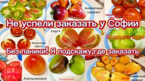 Сорта томатов селекции Софии Сааковой.Урожайные и вкусные.