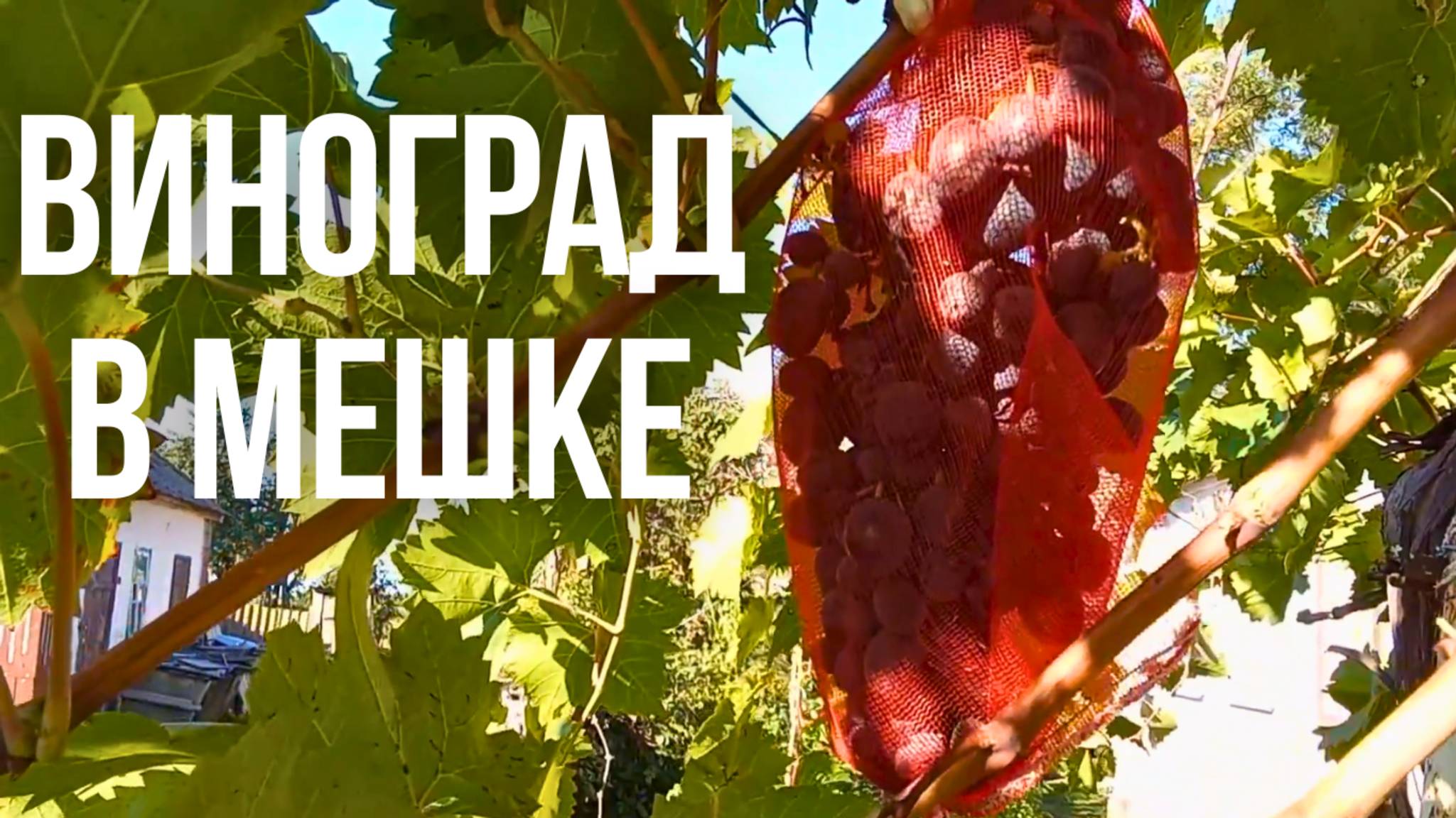 Уход за Виноградам перед Зимой уборка в Саду смотреть онлайн