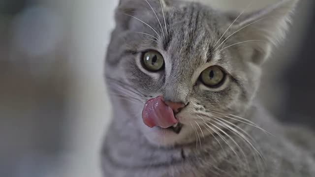 Котята смотреть онлайн