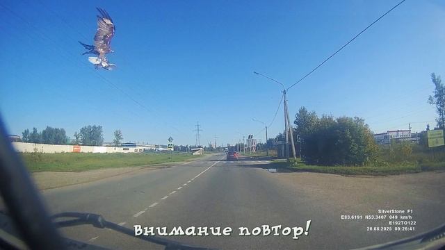 "Голубь"