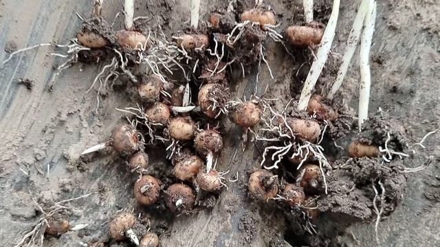 Осенние крокусы-находка, октябрь 2025 смотреть онлайн