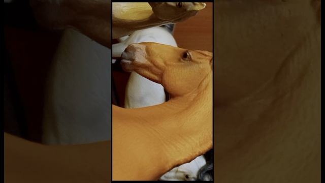 "Вирус в школе" смотреть онлайн