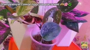ЭПИПРЕМНУМ.🫶🌸Самое простое растение.🫶🌸🌿
