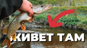 ОКУНЬ И ЩУКА на микроджиг. LEECH - СДЕЛАЛ РЫБАЛКУ! Осенний спиннинг на малой реке.