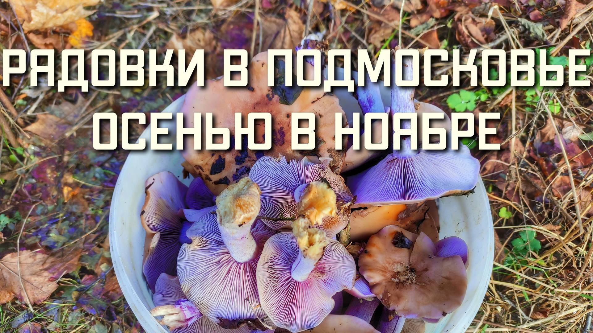 Где растут грибы РЯДОВКИ в Подмосковье и какие СБОР ГРИБОВ ОСЕНЬЮ В НОЯБРЕ смотреть онлайн