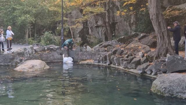 Золотая осень в Воронцовском парке.  Алупка.
