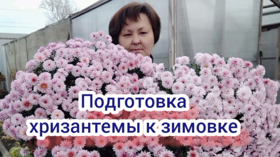 Хризантема мультифлора. Готовлю к зимовке в погребе. смотреть онлайн