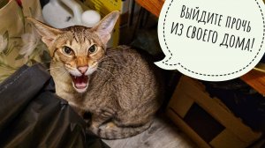 Треугольный кот приехал, сестру брата Егора Машу привёз! Пёс Кубик в шоке от обиды и разочарования