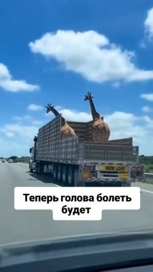 Головная боль...