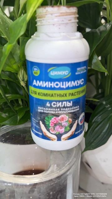 Спатифиллум вмиг оживет, купила вот такого задохлика и превратила в пышный куст смотреть онлайн