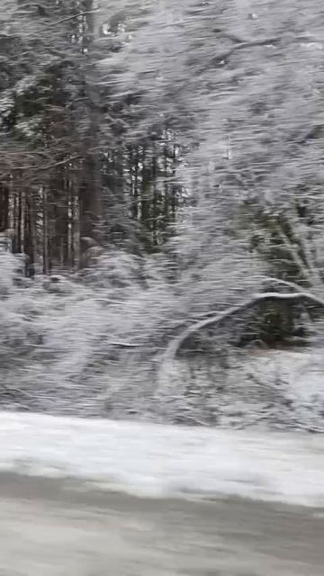 Ноябрьский денёк🌨️Первый осенний снегопад ❄️ #природа #nature #снег #snow #осень #autumn смотреть онлайн