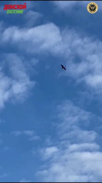 Охота на Гусей - Тысячи гусей - Вы такого еще не видели смотреть онлайн