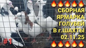 🔥🔥🔥 02.11.25 Сборная ярмарка голубей в г.Шахты. Птичий рынок. Николаевские голуби.