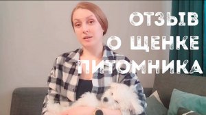 Отзыв на щенка бишон фризе, питомника Агнелль де неж, из Москвы, 2025г.