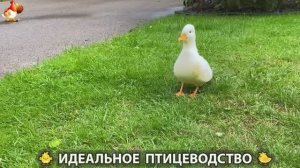 Идеальное птицеводство достойно восхищения 🐓🦆🦢🦚🦃🐔 эпизод (389)