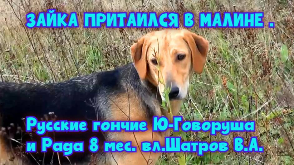 Зайка притаился в малине.Русские гончие Ю-Говоруша и Рада 8 мес.  вл.Шатров В.А.#охота#топ#hunting