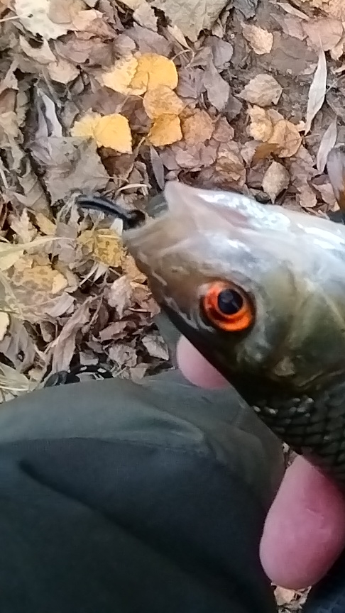 БОКОВОЙ КИВОК МОРМЫШКА БЕЗМОТЫЛКА смотреть онлайн