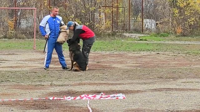 1 Отл. КЧК ЭЛЬЗА ДЛЯ СОЗВЕЗДИЯ ЛЬВОВ +++ №36. ШАХТЫ 3 ноября`25 Моно немецких овчарок смотреть онлайн