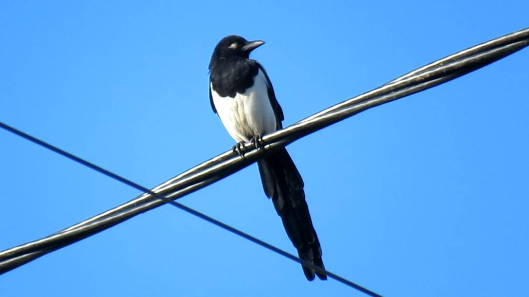 Одноглазая сорока смотреть онлайн